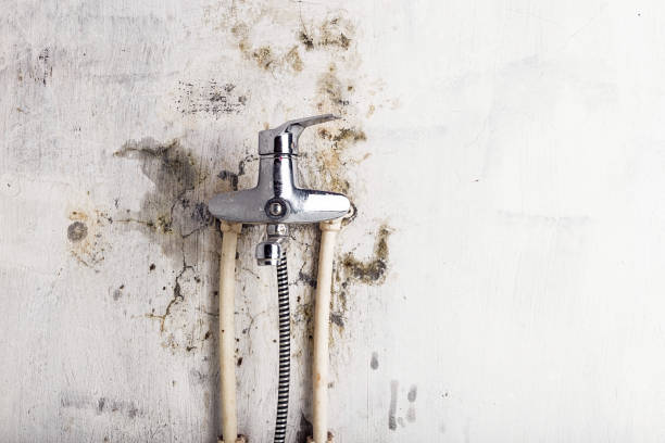 Best Mold Testing  in Olney, TX