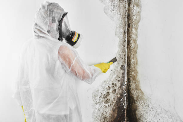 Best Mold Inspection  in Olney, TX