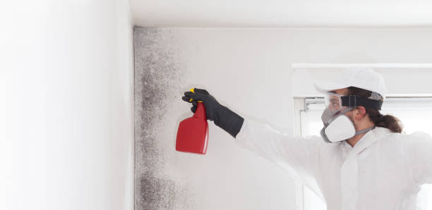 Trusted Olney, TX Mold Removal Experts
