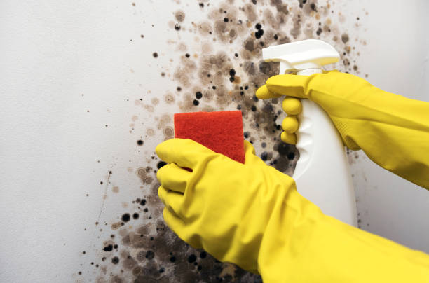 Best Attic Mold Removal  in Olney, TX