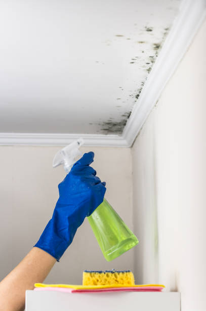 Best Certified Mold Removal  in Olney, TX