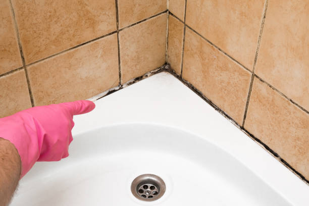 Best Mold Removal Company Near Me  in Olney, TX